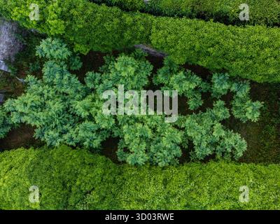 Garten zwischen Hecken, romanisches Kloster Santa María, 11. Jahrhundert, Gerri de la Sal, Pallars Sobirá, Lleida, Katalonien, Spanien Stockfoto