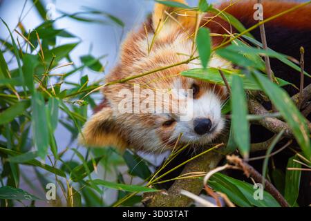 Der rote Panda Ailurus fulgens, kleiner Panda, ist ein kleines Säugetier. Ein süßes kleines flauschiges Tier mit knallrotem, dickem Fell und breitem, süßem Maul sitzt auf einem Baum und isst junge Bambussprossen Stockfoto