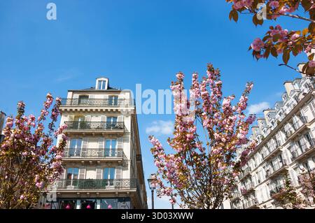 Frühling in Paris. Typische Pariser Gebäude (Marais-Viertel) und blühende rosa Bäume. Stockfoto