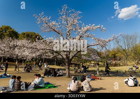 Gruppen von Freunden, die sich im Frühling in Tokio auf Decken unter Kirschblüten entspannen Stockfoto