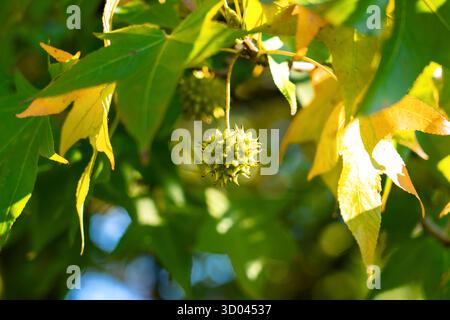 Herbstliche Sweetgum-Zweige mit gelben grünen Blättern und stacheligen Samen aus nächster Nähe. Amerikanischer Storax Stockfoto