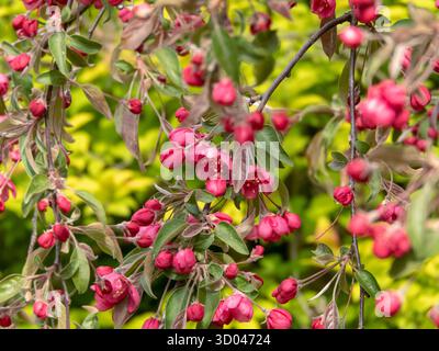 Dekorativer Apfelbaum in voller rosa Blüte. Fängt die lebendige Energie des Frühlings und die Anmut blühender Gartenbäume ein. Ideal für Design Stockfoto