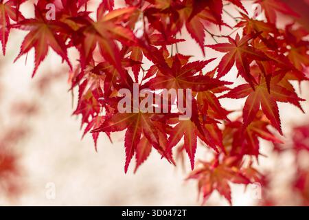 Transparente rote Herbstblätter aus japanischem Ahorn oder Acer palmatum, die in sanfter Hintergrundbeleuchtung leuchten. Saisonale Blattnaht, natürlicher Hintergrund. Stockfoto