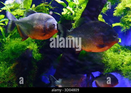 Die Rote Piranha Rote bauchige Piranha im Süßwasseraquarium. Pygocentrus nattereri ist ein Süßwasserfisch der Familie Serrasalmidae, der im Amazonasgebiet beheimatet ist Stockfoto