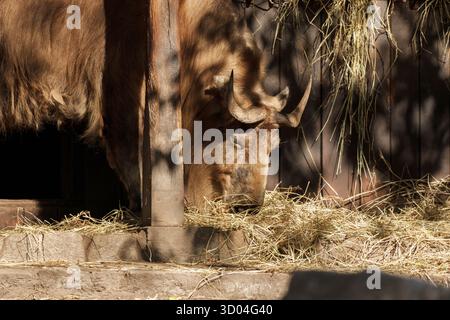 Ein goldener Takin steht teilweise versteckt in einer Holzkonstruktion und isst Heu. Licht und Schatten spielen über sein Fell und das umliegende Holz. Stockfoto