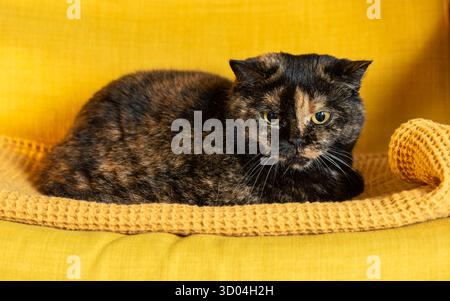 Britische Kurzhaar-Hauskatze mit Schildpatt-Mantel, die auf einem gelben Sessel liegt und von etwas angezogen wird. Stockfoto