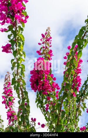 Haufen von leuchtend rosa Bougainvillea-Blüten, die auf hohen Kletterreben unter teilweise bewölktem Himmel wachsen. Stockfoto