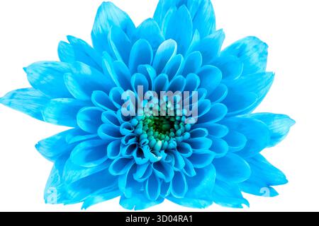 Einzelne blaue Chrysantheme Blume auf weißem Hintergrund, in der Nähe Stockfoto