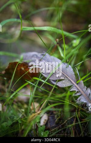 Nahaufnahme einer grauen Feder mit Regentropfen auf Gras in einem Moor in Schweden Stockfoto