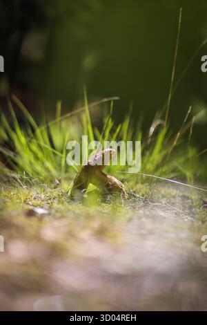 Wilde Pilze, die in sonnendurchflutetem Gras am Rande eines schwedischen Moorwaldes wachsen Stockfoto