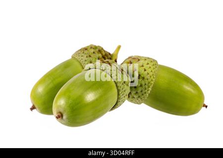Herbsteichenbaum Frucht, Eicheln isoliert auf weißem Hintergrund, Nahaufnahme Stockfoto