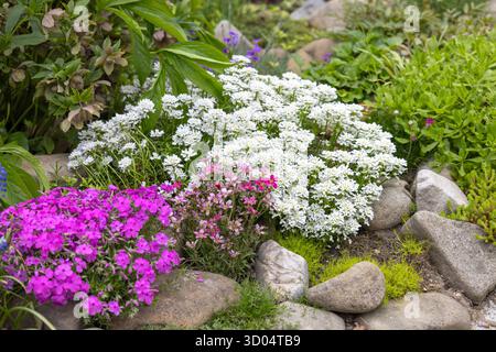 Schöner farbenfroher Frühlingsfelsgarten, malerische Komposition mit bunten blühenden Blumen Stockfoto