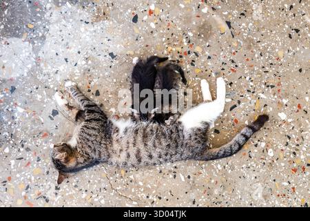 Mutter Katze füttert ihre Kätzchen. Säugende Katzenbabys. Familienkonzept. Stockfoto