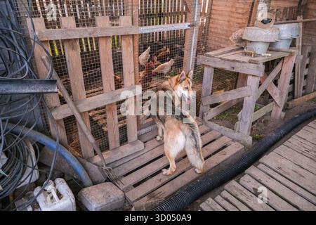 Russland, Sankt Petersburg, 23.08.2025 Hund steht in der Nähe eines Hühnerbodens mit Hühnern. Ländliche Bauernhofszene mit Haustieren auf einer rustikalen Requisite Stockfoto