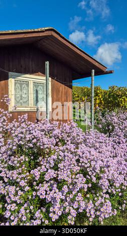 Holzhaus im Weinberg umgeben von violetten Herbstblumen, malerische ländliche Landschaft mit Herbstfarben. Stockfoto