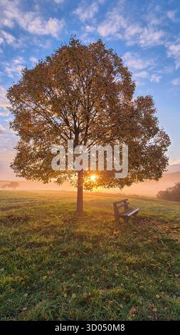 Gelber Herbstbaum im Morgennebel bei Sonnenaufgang über Wiese, friedliche Herbstlandschaft mit warmem Licht. Stockfoto