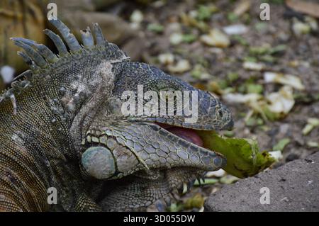 Nahaufnahme eines grünen Leguans (Iguana Leguana), der Blätter in seinem natürlichen Lebensraum in Guayaquil, Ecuador, im November isst. Stockfoto