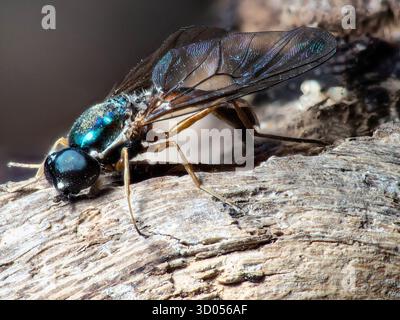 Sargus bipunctatus, der Doppelfleck-Zenturion, ist eine europäische Art der Soldatenfliege. Stockfoto