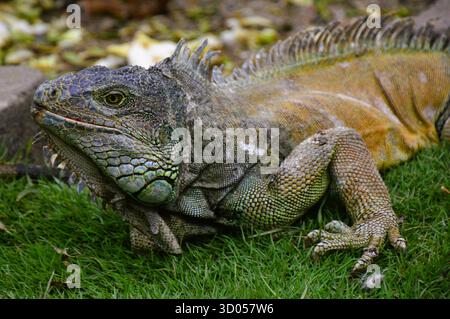 Grüner Leguan, der sich auf Gras in Guayaquil, Ecuador, sonnt. Nahaufnahme eines adulten Reptils mit detaillierten Schuppen und lebendigen Texturen in einem tropischen Park. Stockfoto