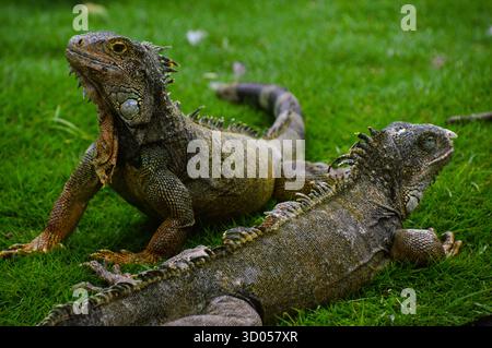 Zwei grüne Leguane, die sich auf Gras in Guayaquil, Ecuador, sonnen. Nahaufnahme adulter Reptilien mit detaillierten Schuppen und lebendigen Texturen in einem tropischen Park. Stockfoto