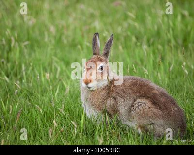 Ein Berghase (Lepus timidus) in IT Summer Pellage, Shetland, Schottland, Großbritannien Stockfoto