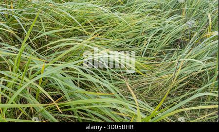 Hohes Gras auf einem Rasen. Herbstgrüner Wiesengras. Nahaufnahme von frischem grünem Gras vor natürlichem Hintergrund. Stockfoto