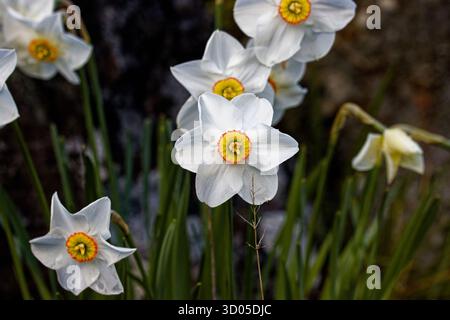 Narcissus poeticus, Narzissen des Dichters, Narzissen des Dichters, nargis, Fasanenauge, Findern Sie Blume oder rosa Lilie. Stockfoto