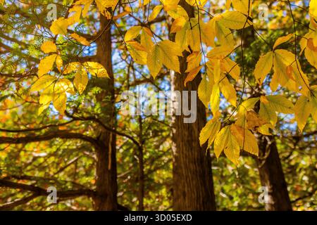 Northern White Cedar und American Buech entlang des Chippewa River im Oktober, Sylvan Solace Preserve, Michigan, USA Stockfoto