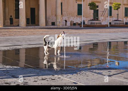 Kleiner Hund, der Wasserstrom aus dem Brunnen auf dem leeren Stadtplatz fängt, Spritzer und Reflexionen auf nassen Fliesen, Erlösung an heißen Tagen Stockfoto