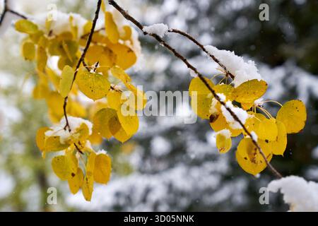 Aspen-Blätter im Herbst in frischem Schnee. Frischer Schnee fällt auf einen Aspenbaum mit Herbstlaub. Stockfoto