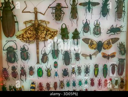 Echte Insektensammlungsfotografie. Käfer, Schmetterlinge und Insekten aus Asien. Vielfältige Sammlung von Insekten mit verschiedenen Arten, Farben und Größen Stockfoto