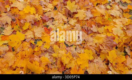 Herbstgelbe Ahornblätter liegen auf dem Boden. Der Boden ist mit gelben Blättern bedeckt, die von den Bäumen fallen Stockfoto