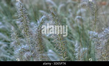 Üppiges, dekoratives Brunnengras mit federnden Federn und grünen Klingen. Blumenarrangements Blumenbeet im Stadtpark Stockfoto