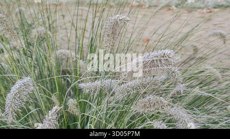 Üppiges, dekoratives Brunnengras mit federnden Federn und grünen Klingen. Blumenarrangements Blumenbeet im Stadtpark Stockfoto