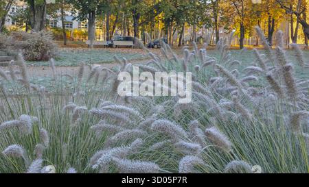 Üppiges, dekoratives Brunnengras mit federnden Federn und grünen Klingen. Blumenarrangements Blumenbeet im Stadtpark Stockfoto