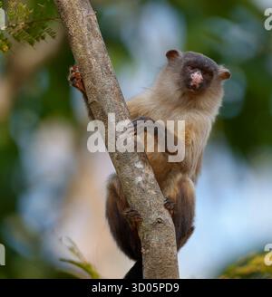 Schwarzschwanz-Murmeltier (Mico melanurus) in einem Baum Stockfoto