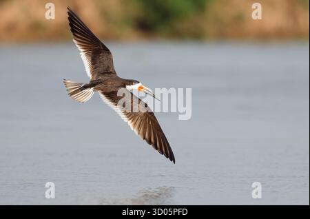 Black Skimmer (Rynchops niger) im Flug über glattes Flusswasser, fliegen nach rechts, Platz für Kopie Stockfoto