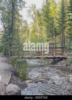 Eine hölzerne Fußgängerbrücke überquert einen flachen Bach entlang eines Waldweges, umgeben von hohen Kiefern und üppigem Grün. Sanftes Licht filtert durch Bäume Stockfoto
