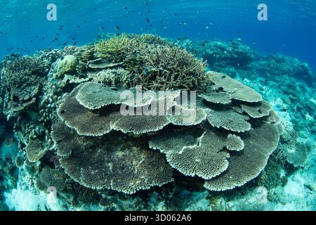 Korallen und Fische gedeihen an einem flachen Riff in Raja Ampat, Indonesien. Diese atemberaubende tropische Region bietet eine außergewöhnliche Artenvielfalt unter Wasser. Stockfoto
