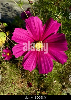 Rosa Kosmos Blume, Montreal Kanada Stockfoto