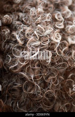 Die Nahaufnahme des Pelzes Lagotto Romagnolo zeigt dichte Spirallocken. Das Bild hebt die Wollstruktur der Rasse hervor. Stockfoto