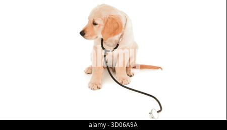 Golden Retriever Welpe sitzt im Fotostudio auf weißem Hintergrund und trägt ein schwarzes Stethoskop Stockfoto