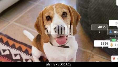 Der schauende Beagle-Hund sitzt zu Hause auf gefliestem Boden, mit Südwestteppich, grauem Sofa, Benachrichtigungen Stockfoto