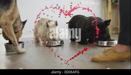 Drei Hunde zu Hause mit Gurtzeug und Kragen, mit Stahlschalen, Schuh, Herzgrafik Stockfoto
