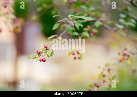 Dekorativer Paradise-Apfelbaum mit Früchten. Zarter Krabbenzweig mit kleinen roten Früchten und grünen Blättern, wunderschön in weichen Tönen gefangen Stockfoto