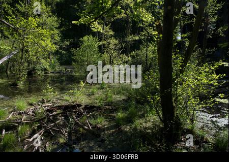 Der sumpfige Buchenwald direkt hinter den Kreidefelsen auf der Halbinsel Jasmund auf der Rügeninsel in der Ostsee ist Teil des Jasmund-Nationalparks Stockfoto