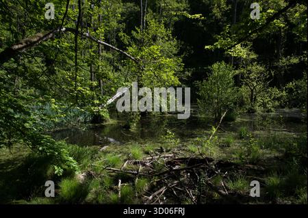 Der sumpfige Buchenwald direkt hinter den Kreidefelsen auf der Halbinsel Jasmund auf der Rügeninsel in der Ostsee ist Teil des Jasmund-Nationalparks Stockfoto