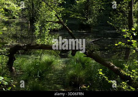 Der sumpfige Buchenwald direkt hinter den Kreidefelsen auf der Halbinsel Jasmund auf der Rügeninsel in der Ostsee ist Teil des Jasmund-Nationalparks Stockfoto