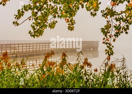 Hölzerner Pier über ruhigem Wasser, eingerahmt von Ästen und hohen Gräsern. Nebel sorgt für eine friedliche, reflektierende Stimmung in dieser Herbstszene am See. Stockfoto