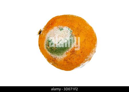 Verschimmelte orange Stockfoto